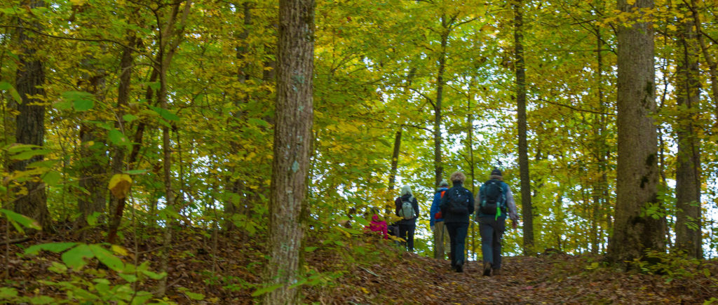 View behind a group of hikers walking in a hardwood forest