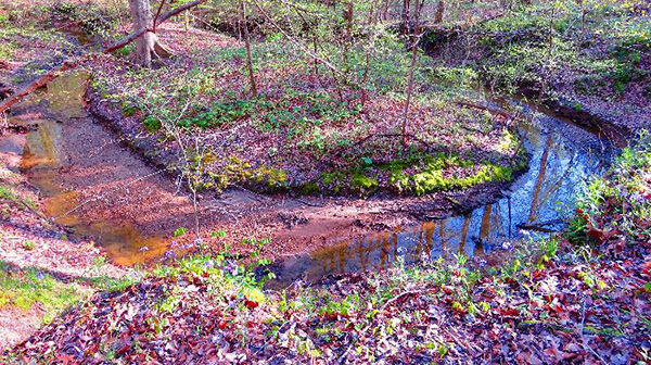 Meeman-Shelby Forest Horse Trail