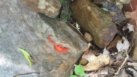 View of ground with an orange salamander on a large rock