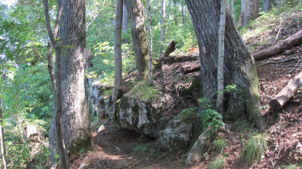 Rocky hillside with large trees. Narrow trail visible
