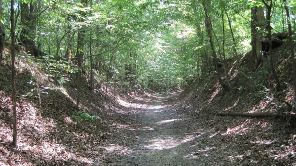 Deep rutted road in the middle of a green summer forest