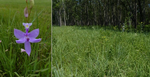 Orchid and May Prairie