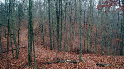 Wooded forest with leaves on the ground and bare trees