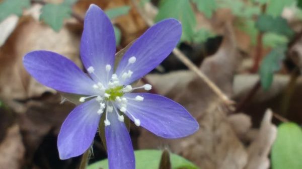 Closeup photo of blue hepatica wildflower