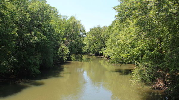 River with green water solidly lined by green trees