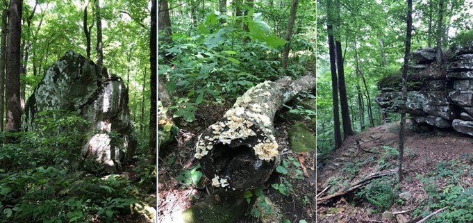 Shakerag trail, rock, log, cliff
