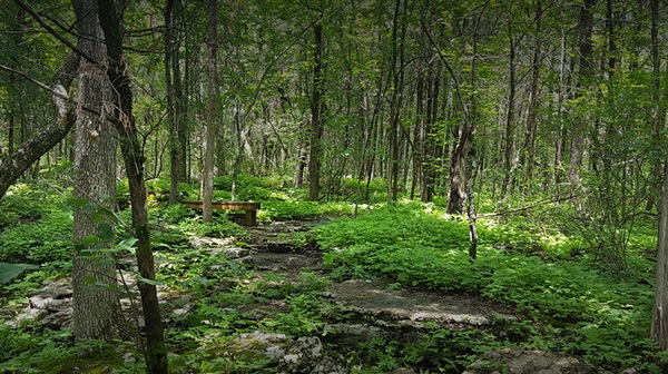 Deep woods with trail in the center