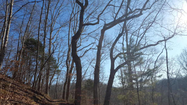 Ridge View on Beaman Laurel Woods Trail