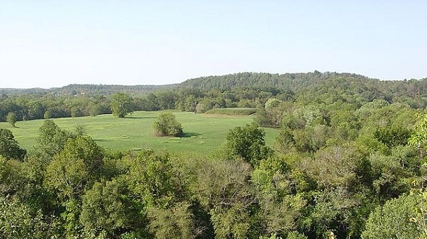 Aerial view of grassy area surrounded by trees