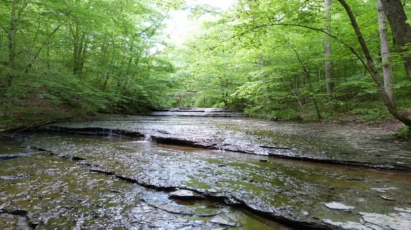 Shallow creek with rock ledges in the woods