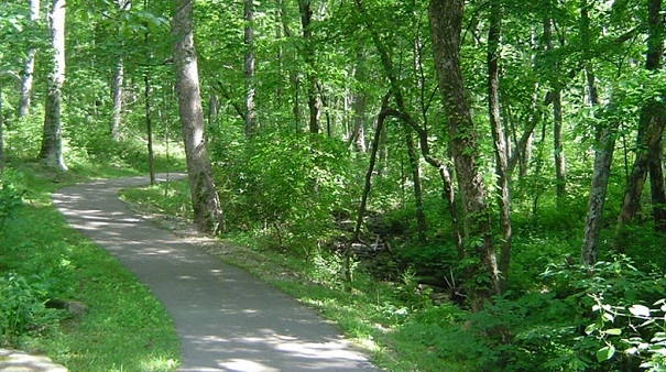 Paved trail through green woods