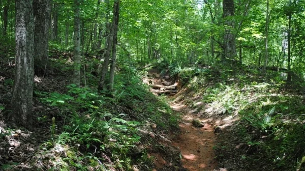 Rutted trail through green wooded area