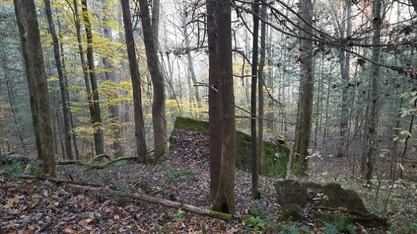 Large trees and rocks in woods