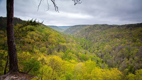 View from top of a deep wooded gulf or valley in Tennessee
