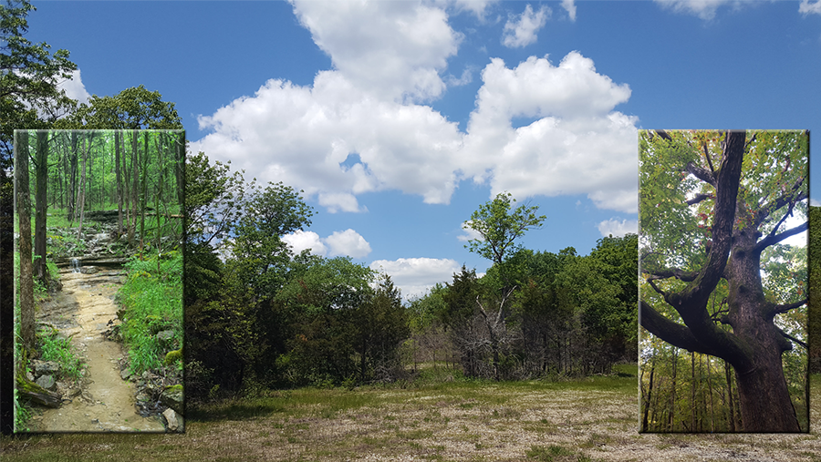 Several scenic views of the natural beauty at Jones Mill trail in Long Hunter State Park