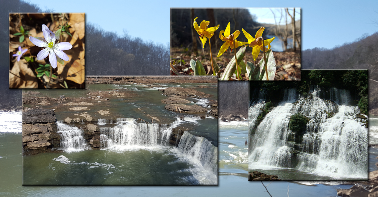 Photos of waterfalls and wildflowers in Rock Island State Park