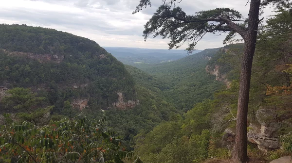 View of Cloudland Canyon