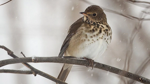 Small bird on branch with background snow
