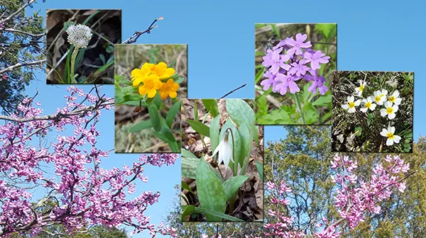 images of wildflowers and blooming trees