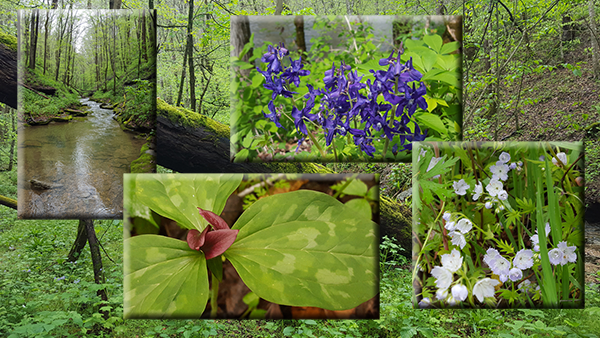 Views of a creek lined with wildflowers in spring