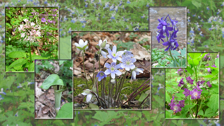 Montage of regional spring wildflowers
