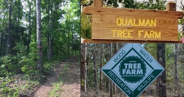 Qualman Tree Farm