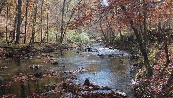 Shallow stream through a wooded area in the fall