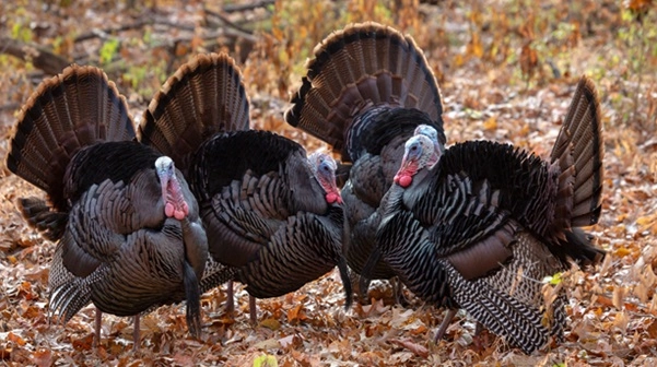 Four Tom Turkeys with a background of dried leaves