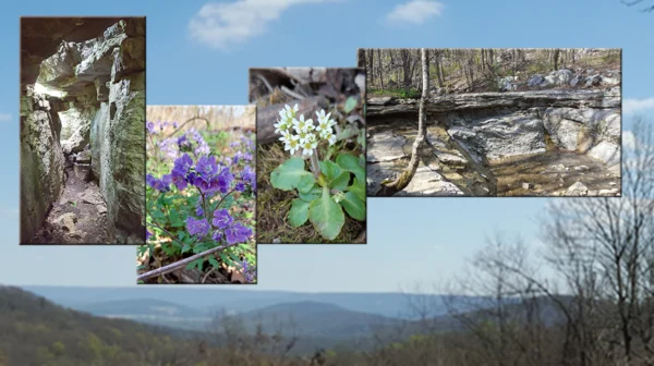 Montage of landscape and wildflowers at Monte Sano State Park