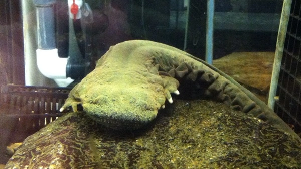 Large salamander in an aquarium